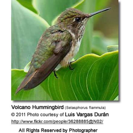 Volcano Hummingbird (Selasphorus flammula) - female