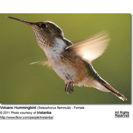 Volcano Hummingbird (Selasphorus flammula) - Female