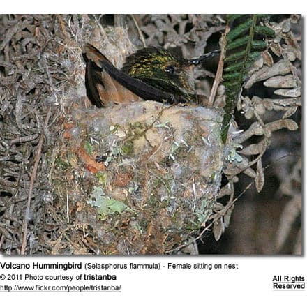 Volcano Hummingbird (Selasphorus flammula) - Female sitting on nest