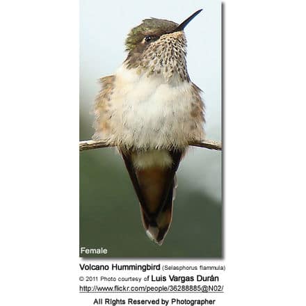 Volcano Hummingbird (Selasphorus flammula) - Female