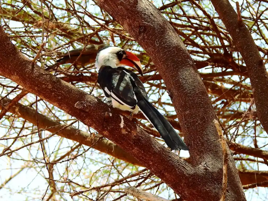 A Von der Decken's Hornbill Perched on a Tree Branch