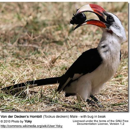Von der Decken’s Hornbill (Tockus deckeni) Male - with bug in beak