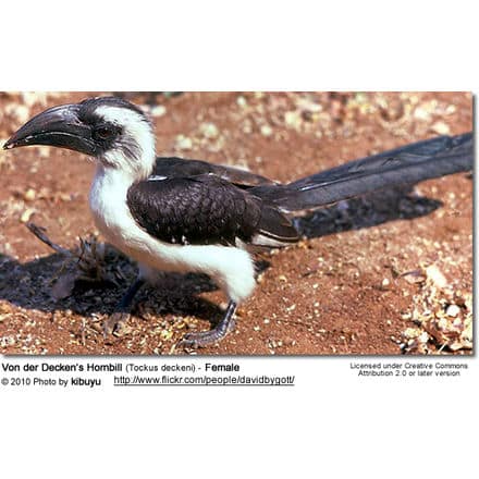 Von der Decken’s Hornbill (Tockus deckeni) - Female