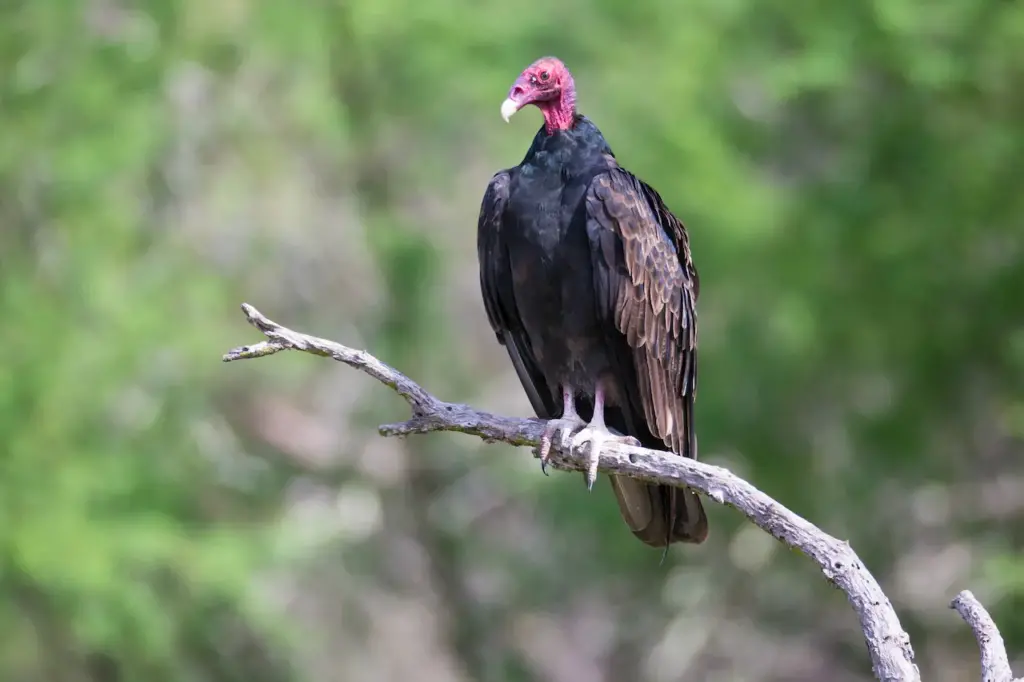 Turkey Vulture Looking Ahead
