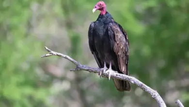 Turkey Vulture Looking Ahead
