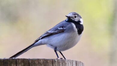 A White Wagtail rests on a log alone in the forest.