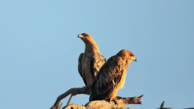 A Pair Of Wahlberg's Eagles