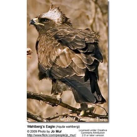 Wahlberg’s Eagle (Aquila wahlbergi)