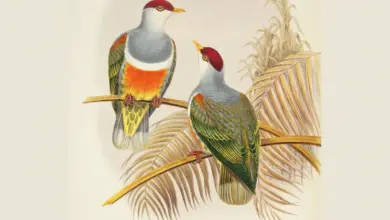Wallace's Fruit Doves (Ptilinopus wallacii) Drawing