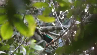 Wallace's Standardwings