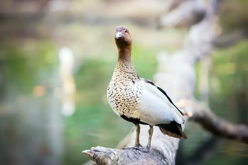 Wandering Whistling Ducks on a Branch