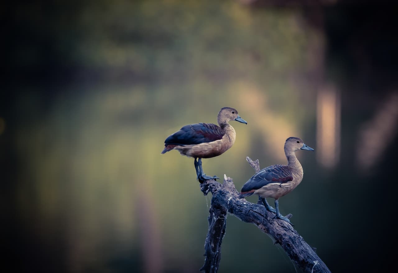 Two Duck Standing On the Tree Branch