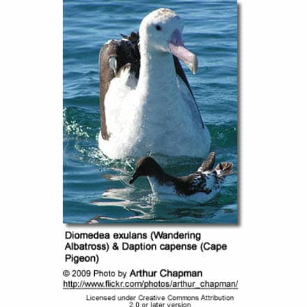 Diomedea exulans (Wandering Albatross) and Daption capense (Cape Pigeon)