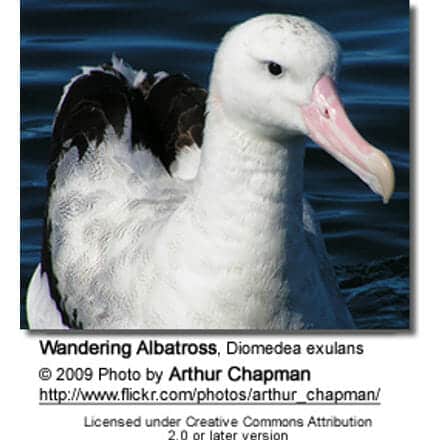 Wandering Albatross, Snowy Albatross, or White-winged Albatross, Diomedea exulans