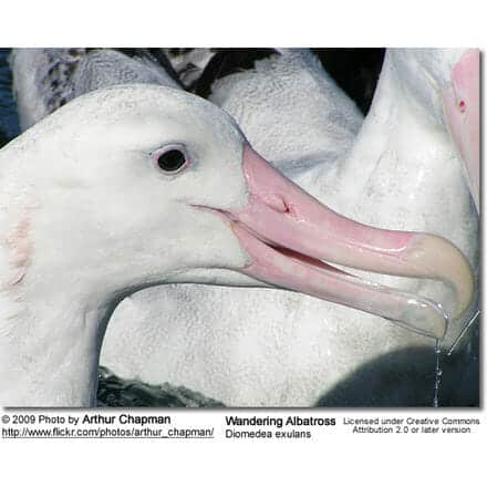 Wandering Albatross, Snowy Albatross, or White-winged Albatross, Diomedea exulans