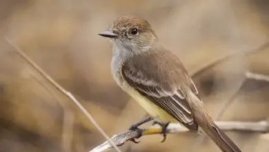 Warbler Finches Perched on a Thorn