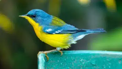 Warbler New World Species