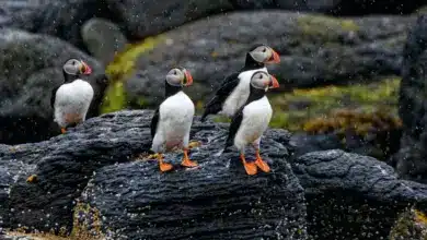 Water Bird Images: A group of puffins beside the sea searching for food.