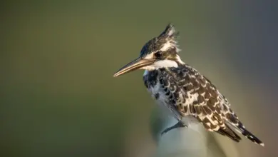 A Water Kingfisher perched on a metal post.