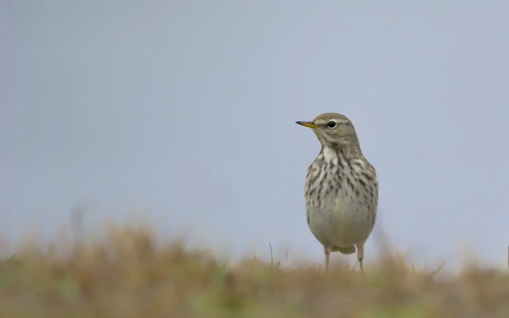 Close up Image of Water Pipits