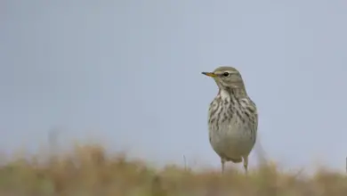Close up Image of Water Pipits