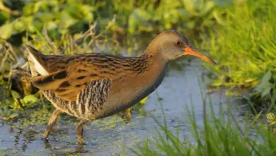 Water Rails Looking For Food