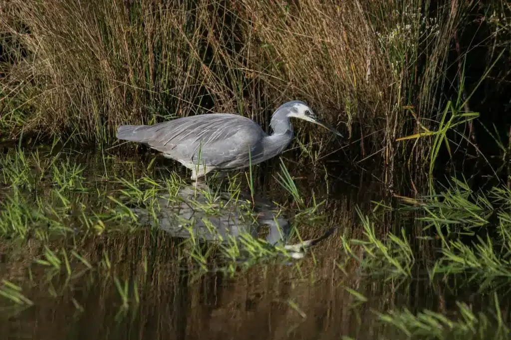 Waterfowl Problems White Faced Heron