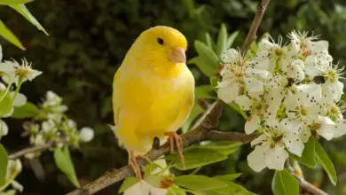 A Waterslaggers Song Canary Perched On Branch With Flowers