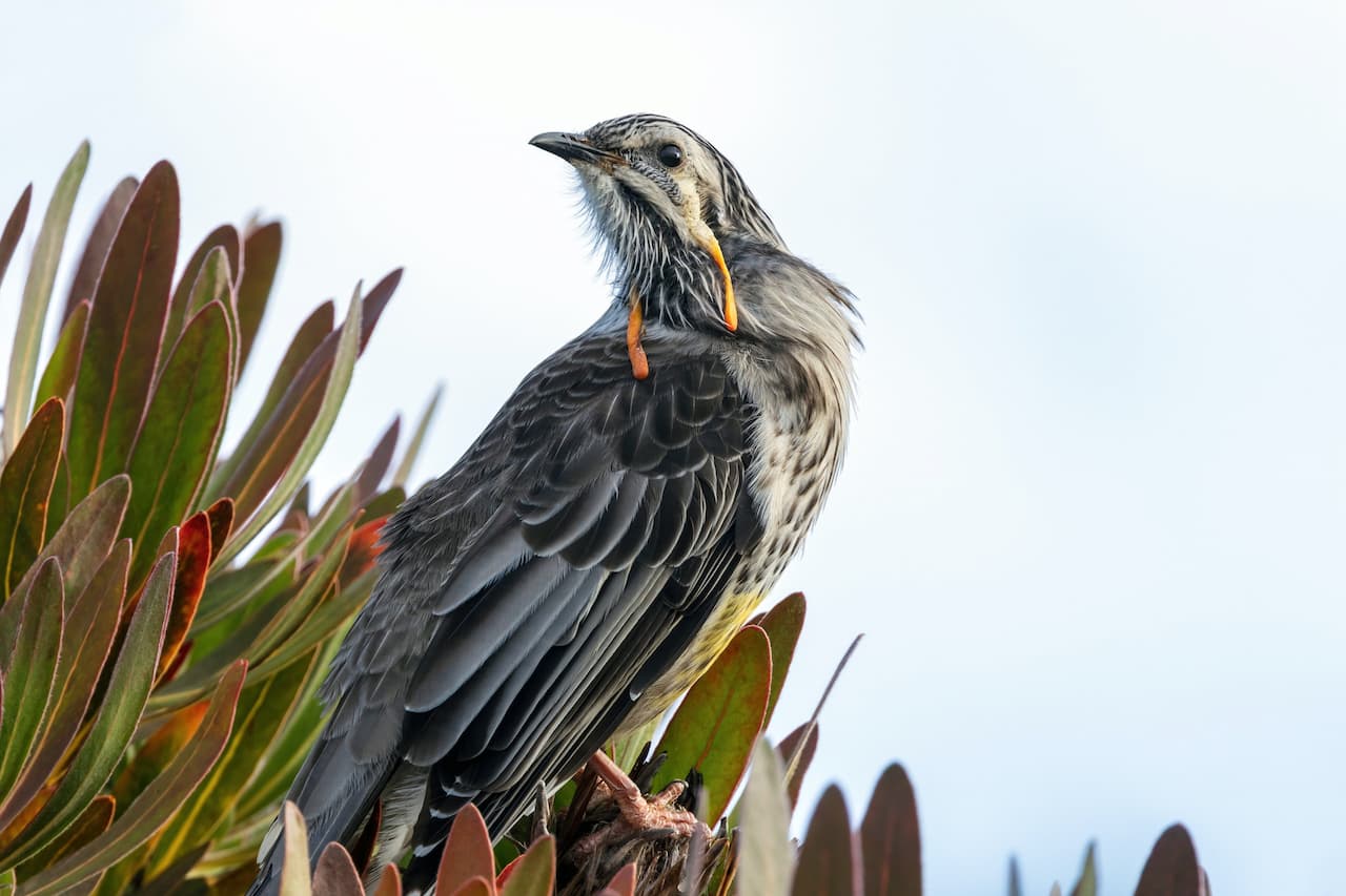 The Wattlebirds Have A Long Yellow- Orange Wattles On The Side Of The Head