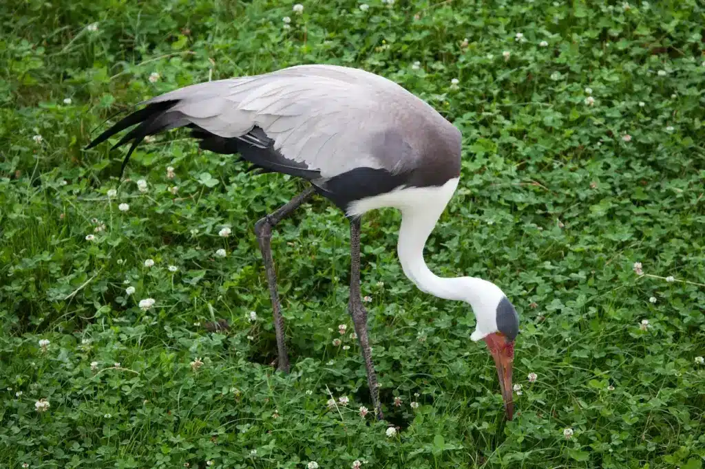 Wattled Crane On Grassy Field Looking for Food