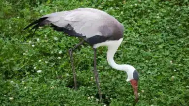 Wattled Crane On Grassy Field Looking for Food