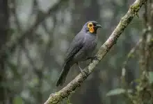 Wattled Smoky Honeyeaters (Melipotes carolae)