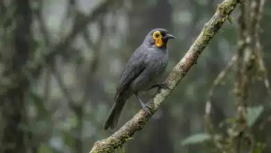 Wattled Smoky Honeyeaters (Melipotes carolae)