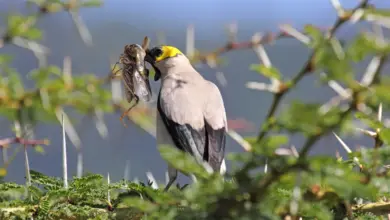 Wattled Starling Eating For Its Prey On A Tree