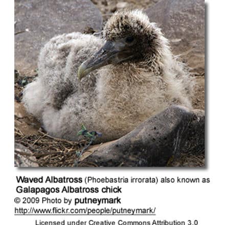 Waved Albatross (Phoebastria irrorata) also known as Galapagos Albatross chick