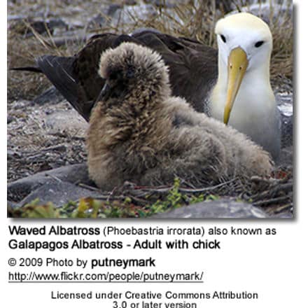 Waved Albatross, Phoebastria irrorata - also known as Galapagos Albatross