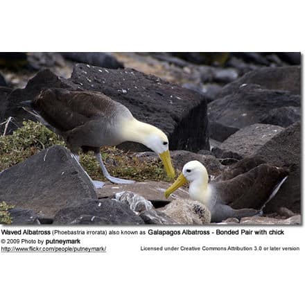 Waved Albatross (Phoebastria irrorata) also known as Galapagos Albatross - Bonded Pair with chick