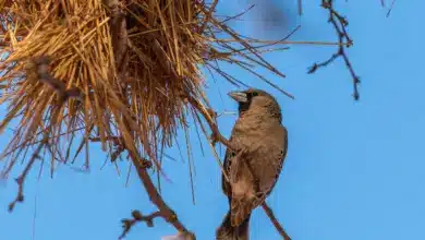 Weaver Bird Images Next to Nest