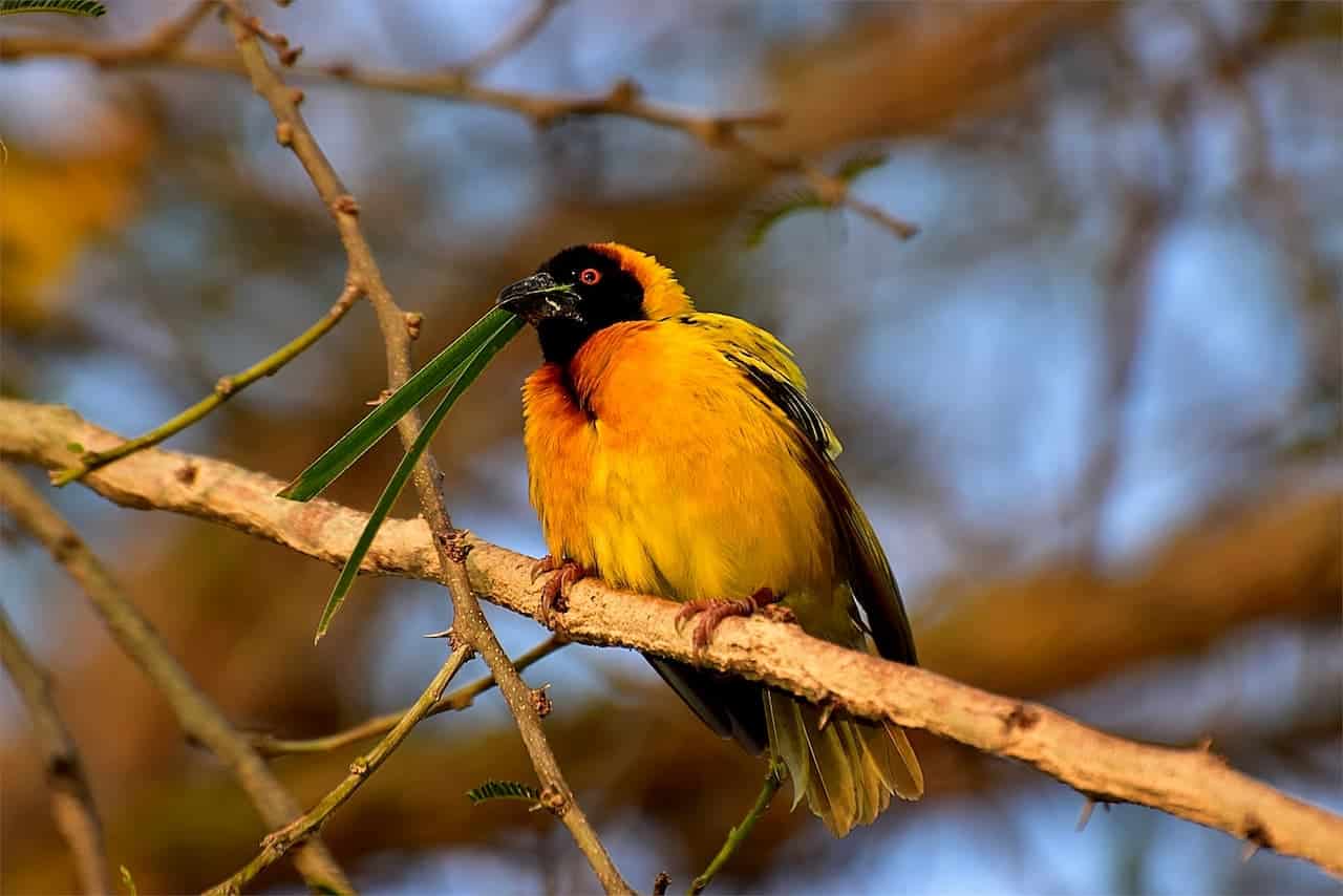 The Weaver Bird Is Eating A Plant