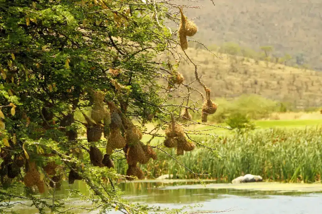 Weaver-bird Nests Over a River