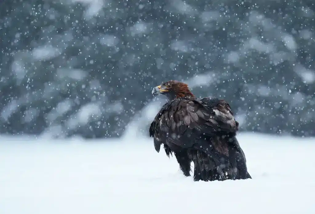 The Wedge-tailed Eagle on the Snow