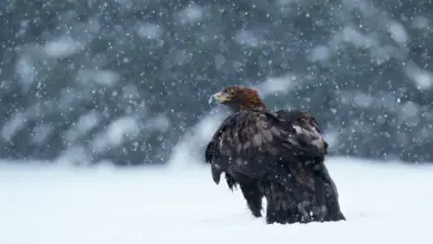 The Wedge-tailed Eagle on the Snow