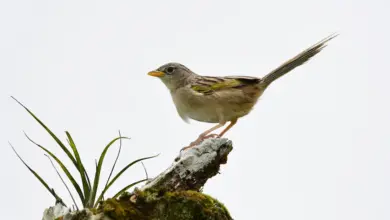 Wedge-tailed Grass-finches Perched on a Stone