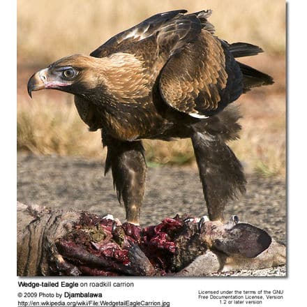 Wedge-tailed Eagle on roadkill carrion