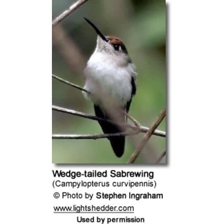 Wedge-tailed Sabrewing (Campylopterus curvipennis)