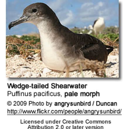Wedge-tailed Shearwater - pale morph