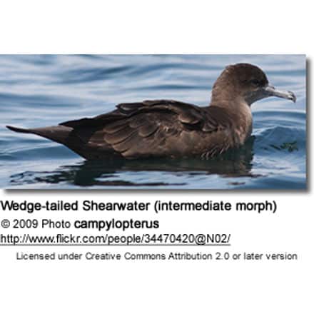 Wedge-tailed Shearwater (intermediate morph)