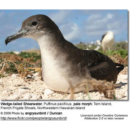 Wedge-tailed Shearwater, Puffinus pacificus - pale morph