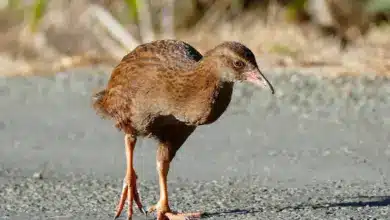 The Weka Is Looking For Food