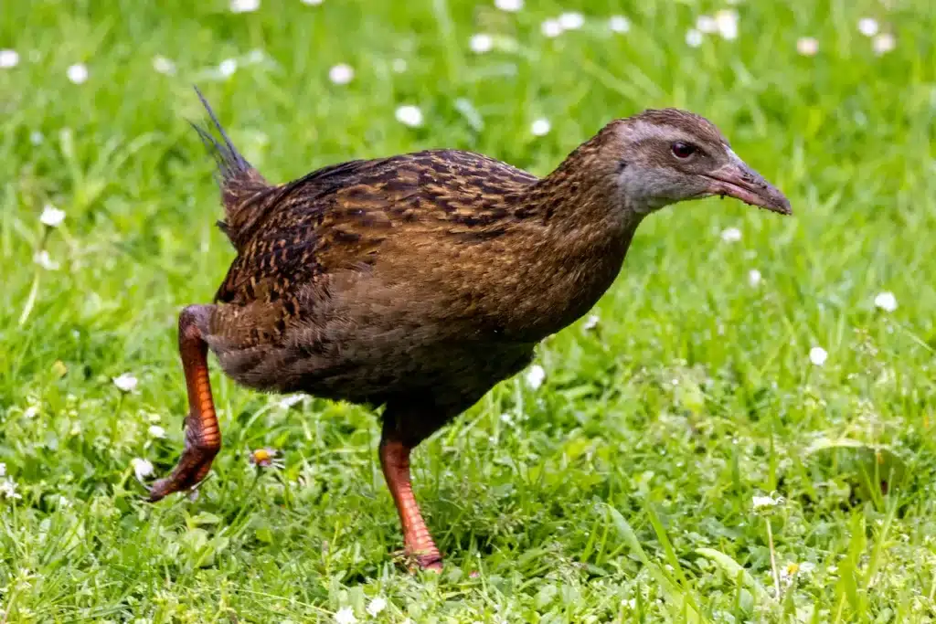 Weka Rail